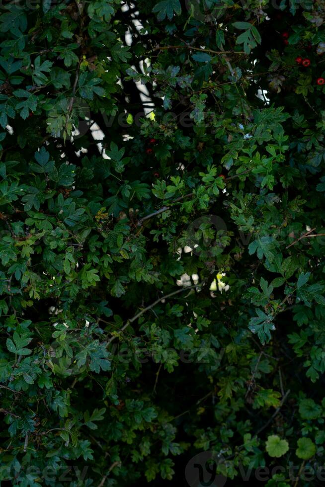 texture background of bush with branch photo