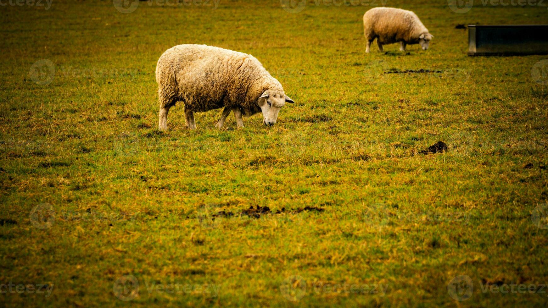 rebaño de lanoso oveja en un campo granja foto