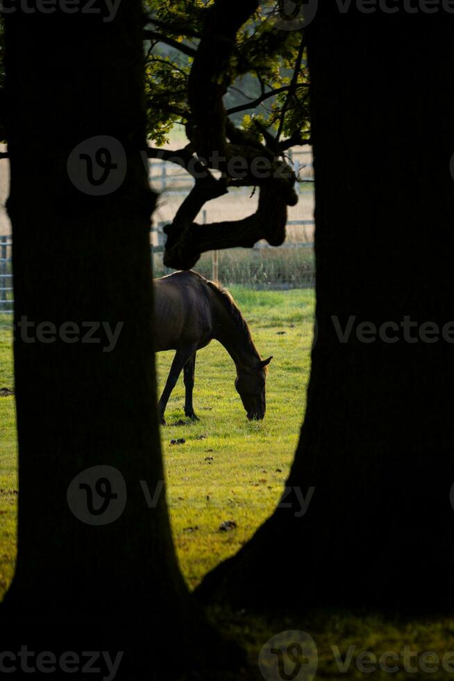 Horses in field at sunset sunrise photo