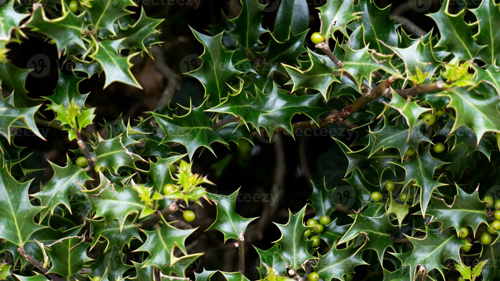 Tropical Jungle Abstract Top View Foliage photo