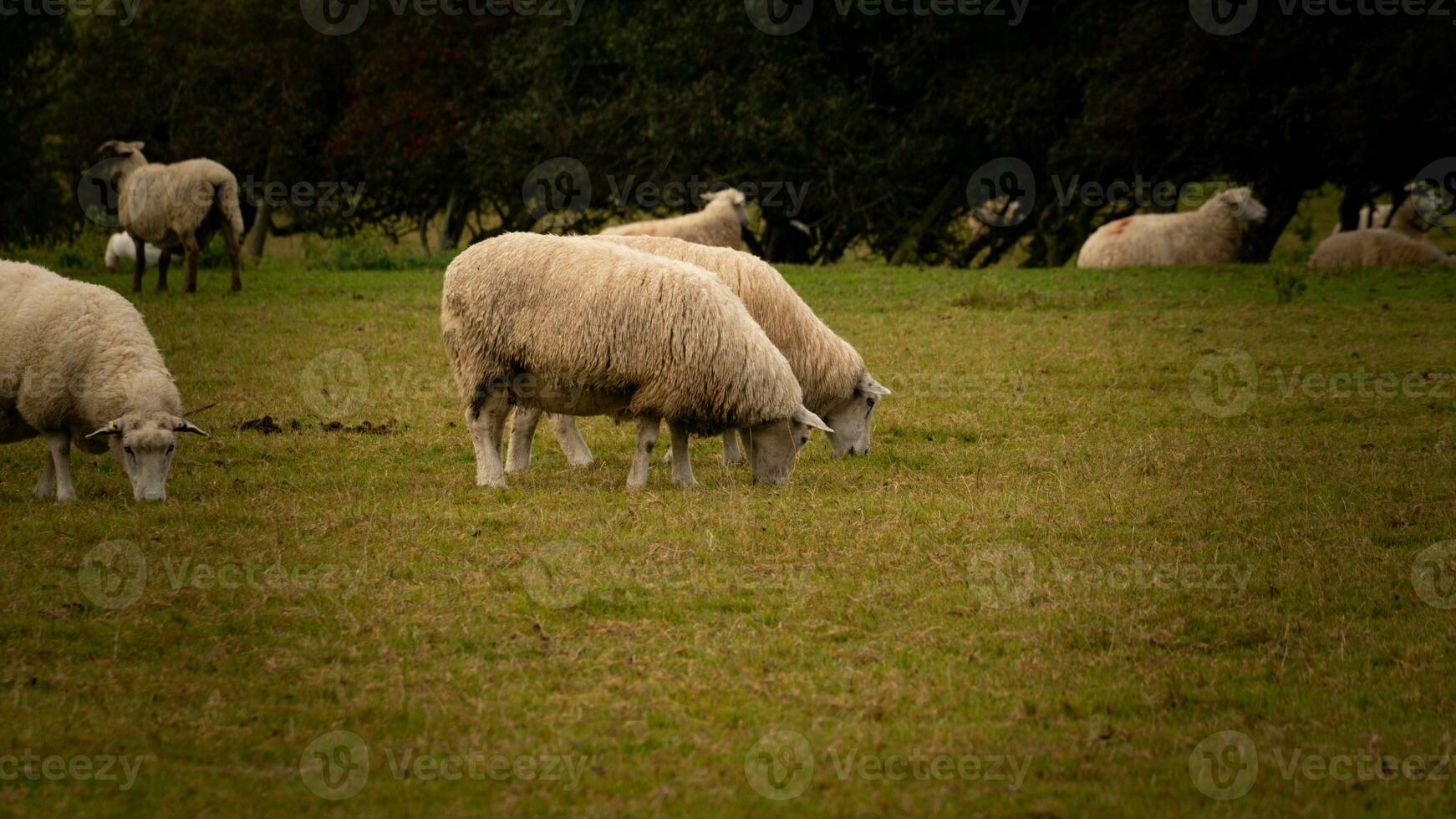 Flock of Woolly Sheep on a Countryside Farm photo