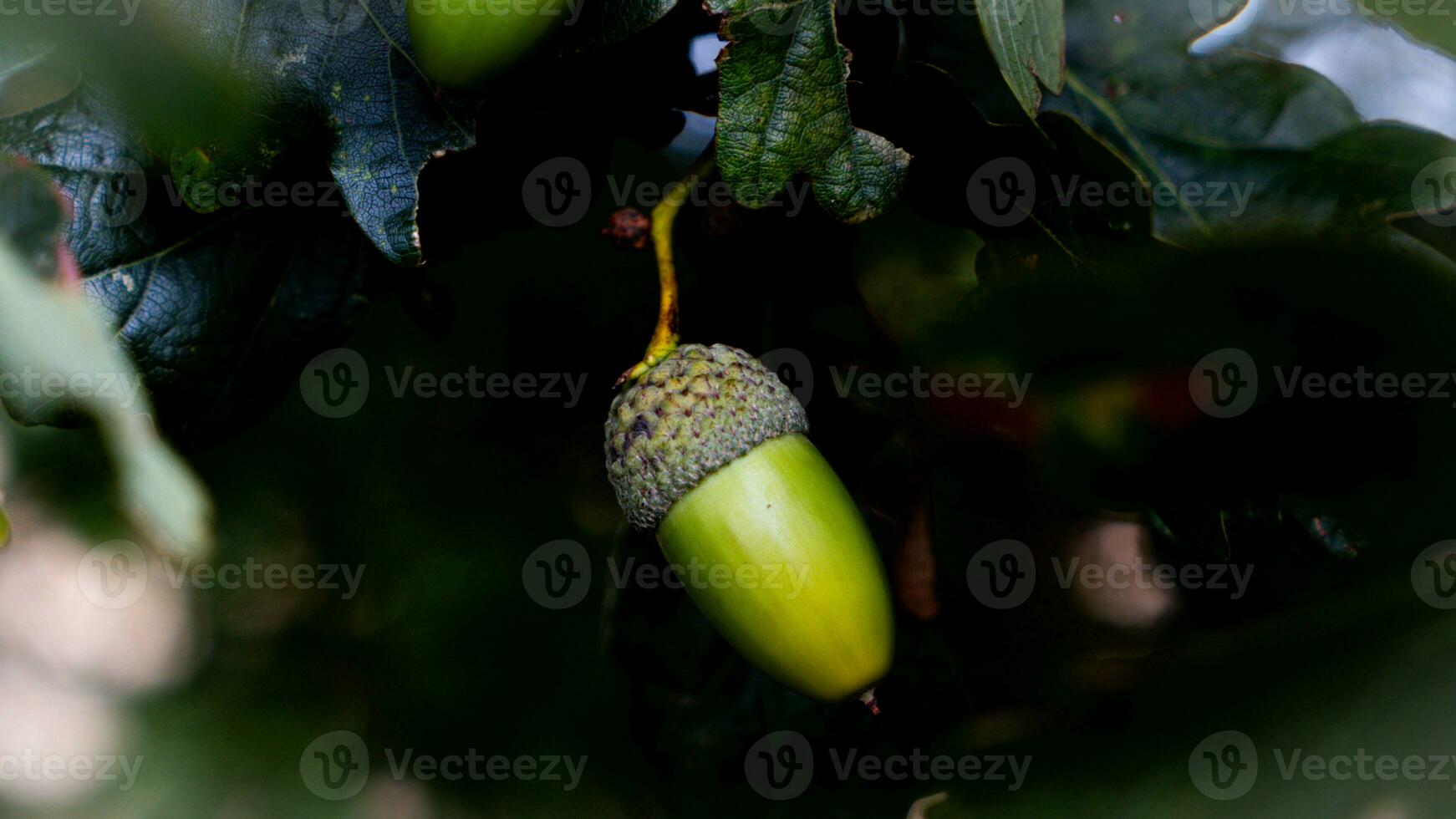 detallado macro Disparo de europeo roble hoja y bellota foto