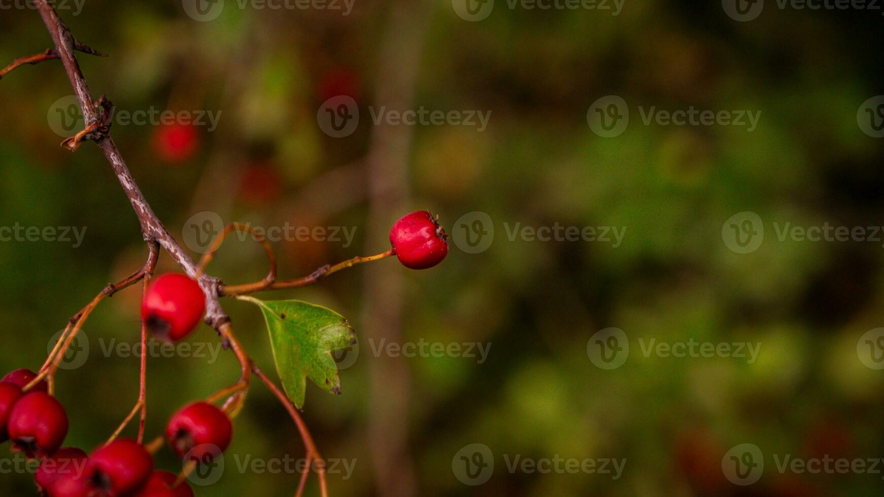 Macro Closeup of Ripe Hawthorn Berries in Autumn photo