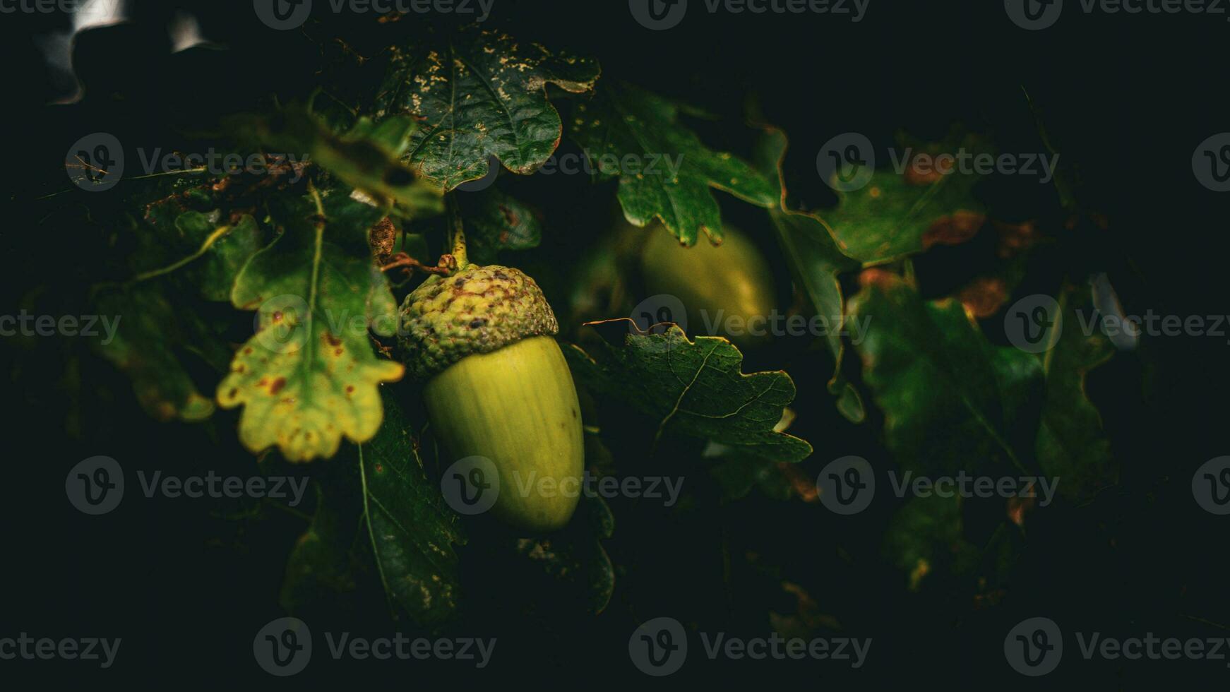 Detailed Macro Shot of European Oak Leaf and Acorn photo