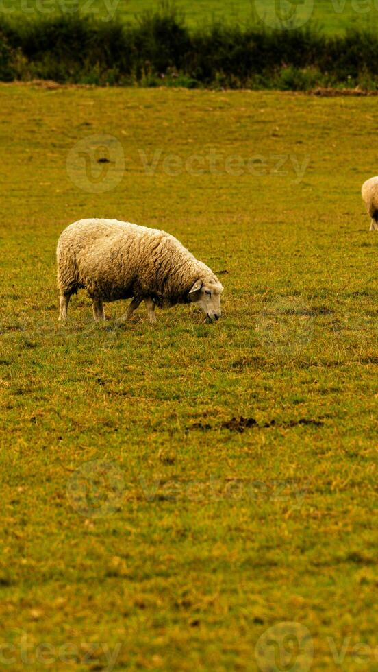 Flock of Woolly Sheep on a Countryside Farm photo