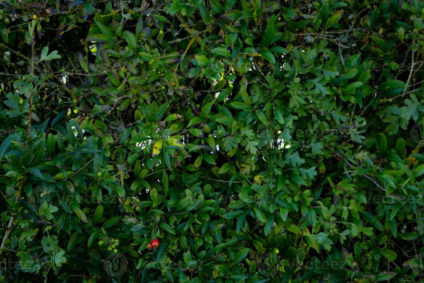 texture background of bush with branch photo
