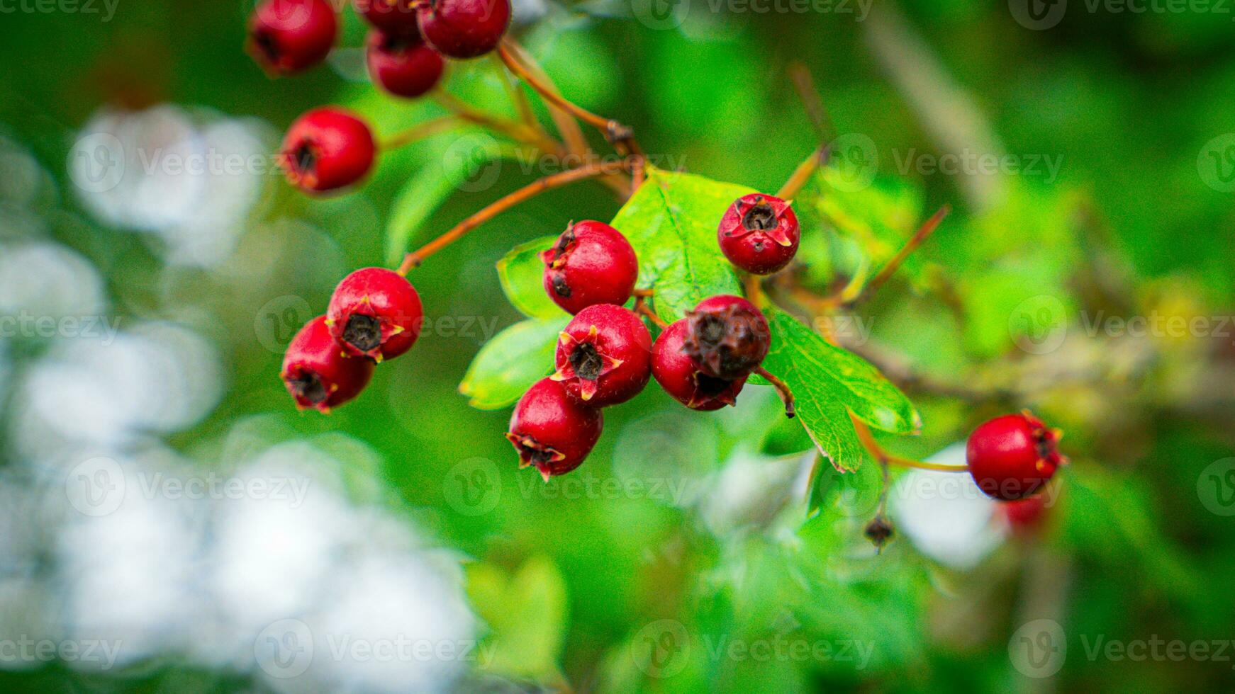 Macro Closeup of Ripe Hawthorn Berries in Autumn photo