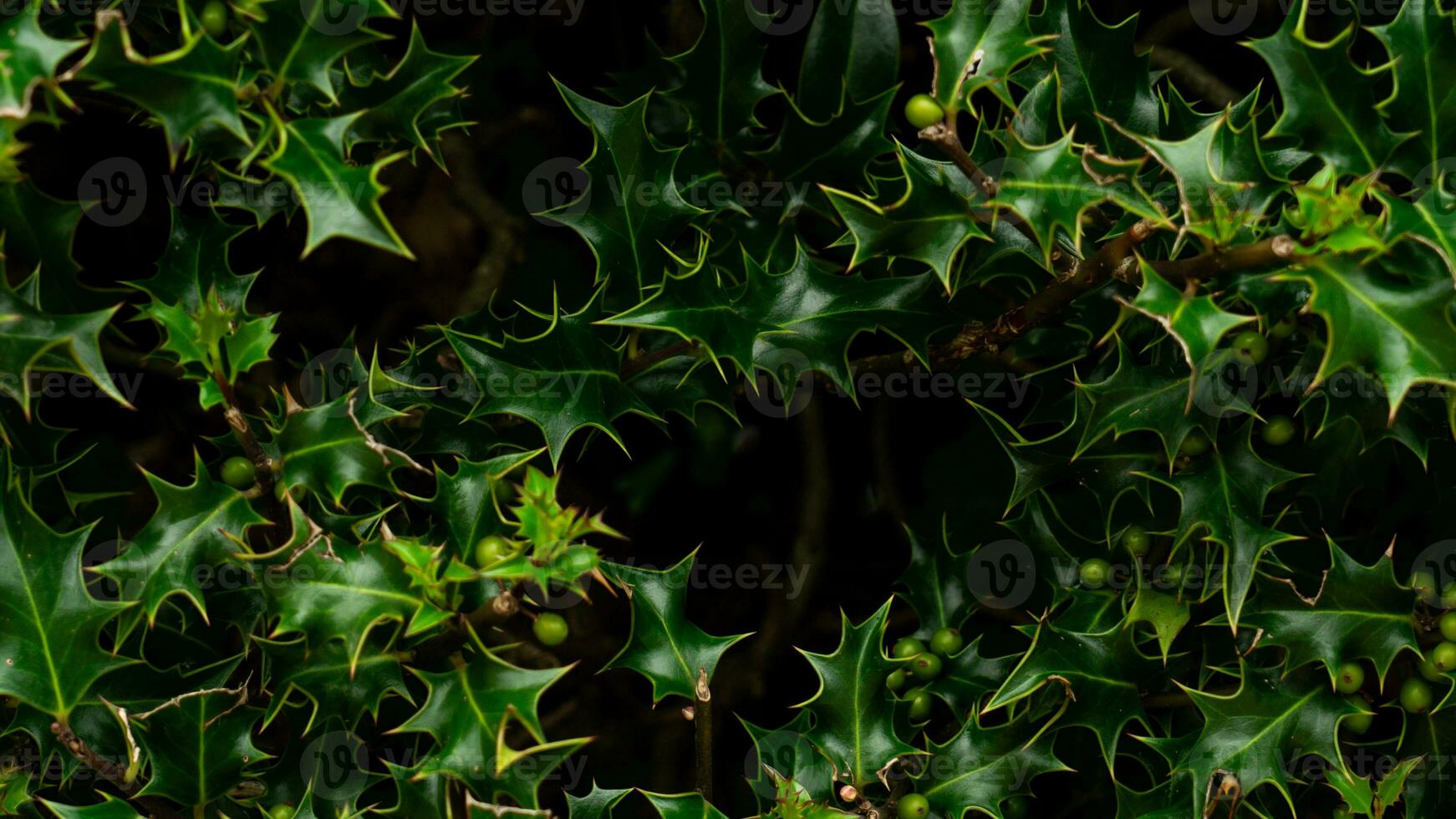 Tropical Jungle Abstract Top View Foliage photo