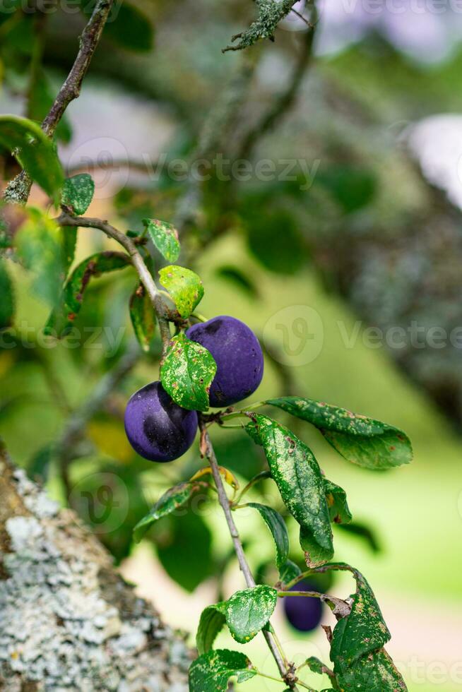 púrpura azul ciruelas en árbol rama foto