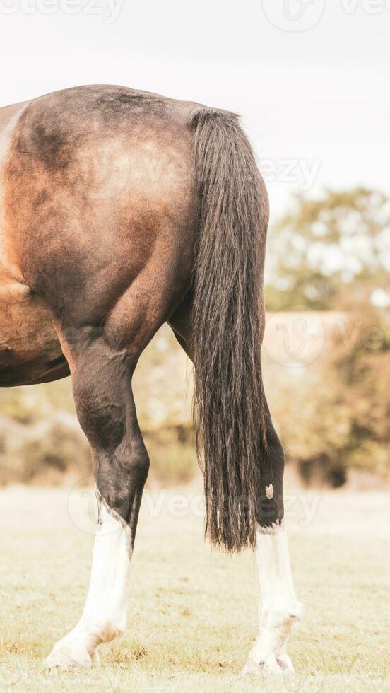 Chestnut Beauty Closeup of a Stunning Horse photo