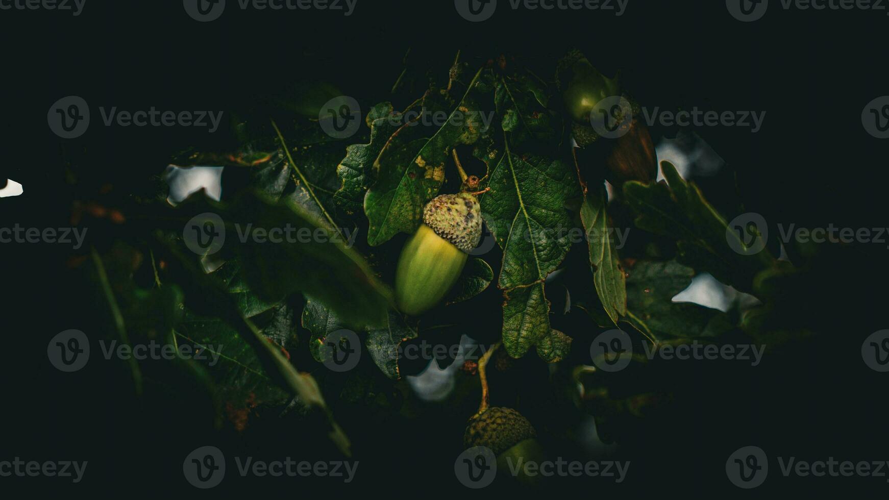 Detailed Macro Shot of European Oak Leaf and Acorn photo