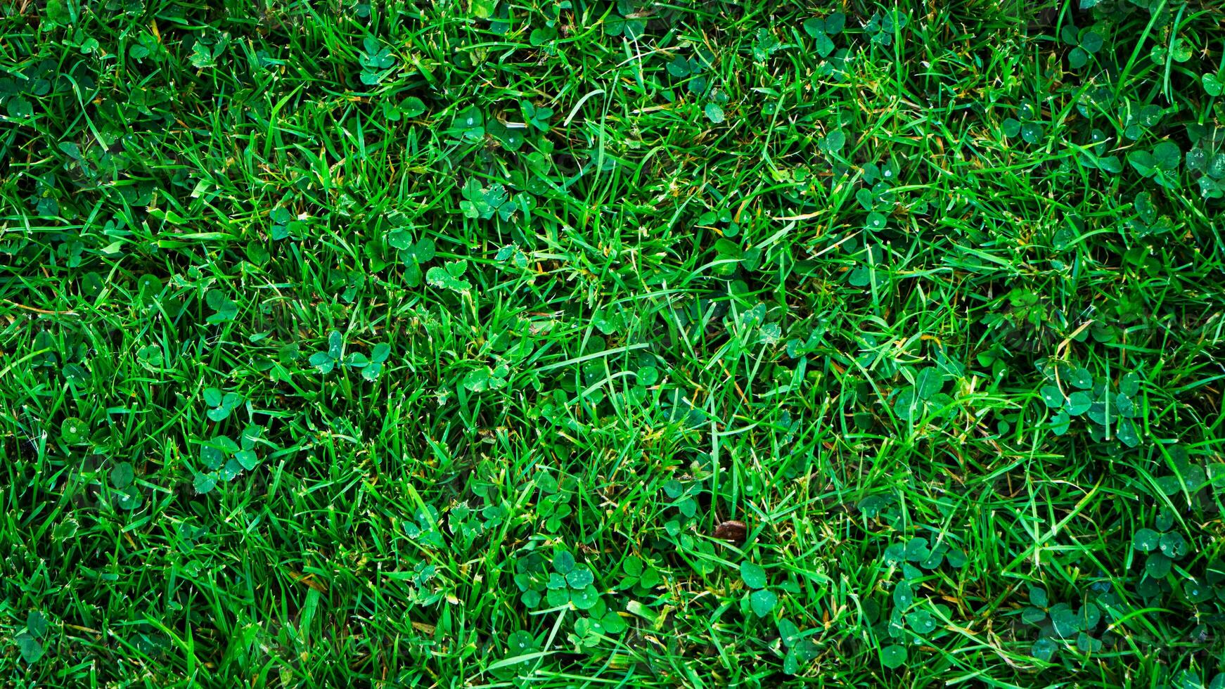 Texture background of green grass photo