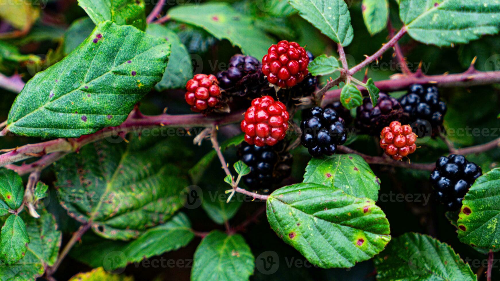 Ripe Blackberries on a Bramble Bush photo