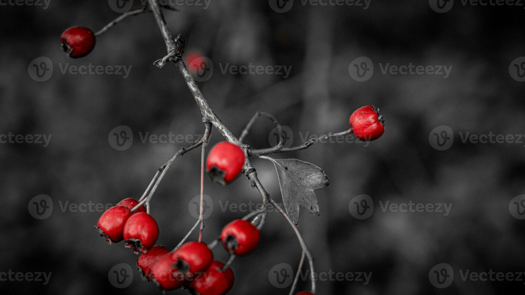 Macro Closeup of Ripe Hawthorn Berries in Autumn photo