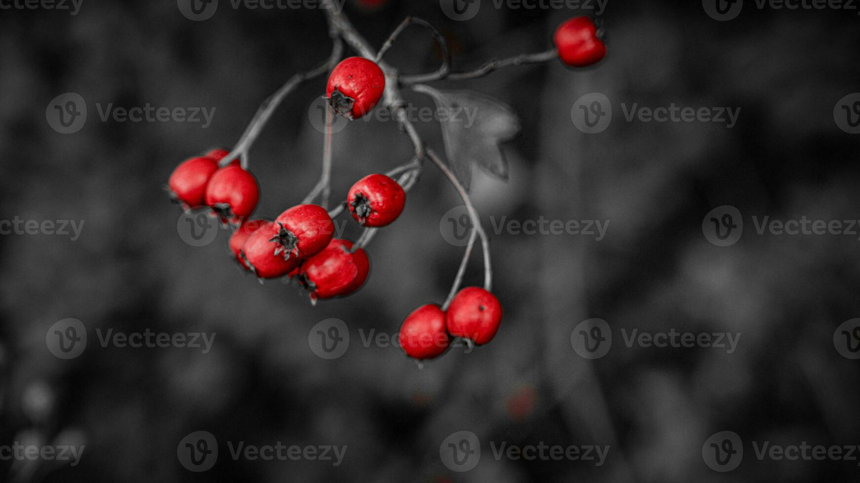 Macro Closeup of Ripe Hawthorn Berries in Autumn photo