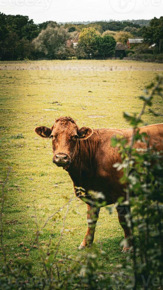 rural prado pasto marrón vacas en verde pasto foto