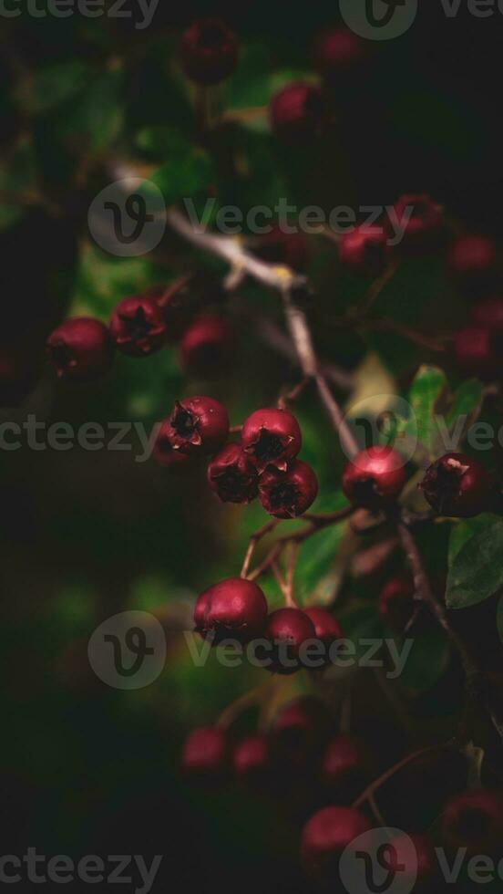 Macro Closeup of Ripe Hawthorn Berries in Autumn photo