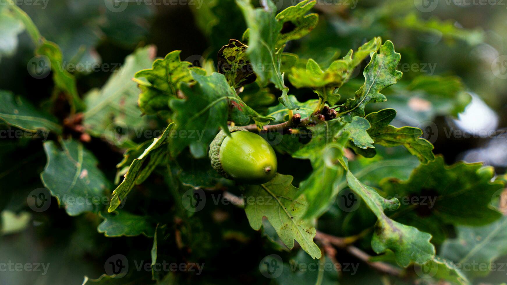 Detailed Macro Shot of European Oak Leaf and Acorn photo