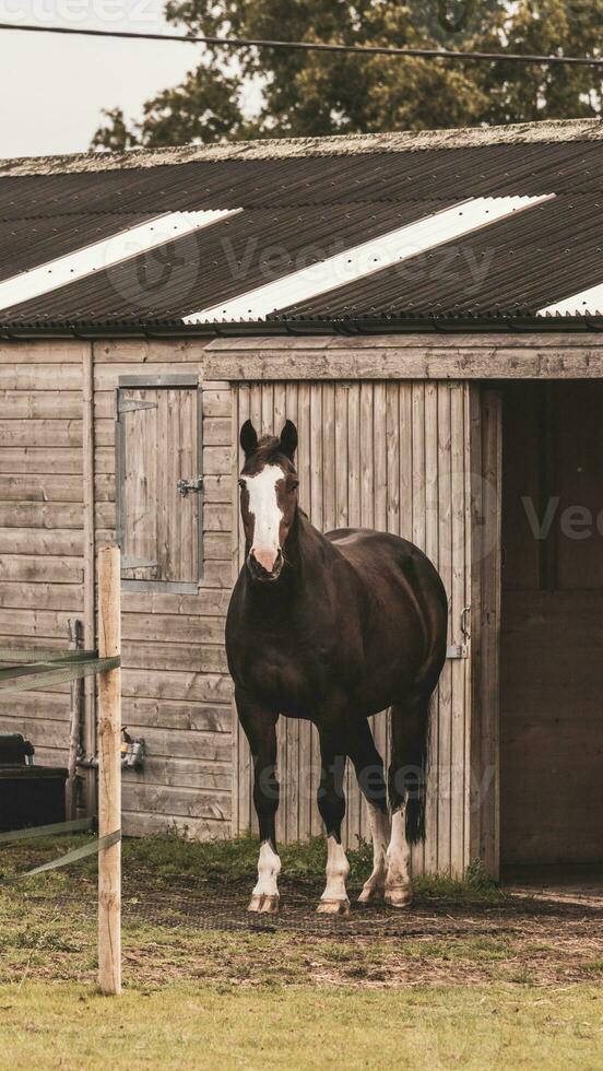 Chestnut Beauty Closeup of a Stunning Horse photo