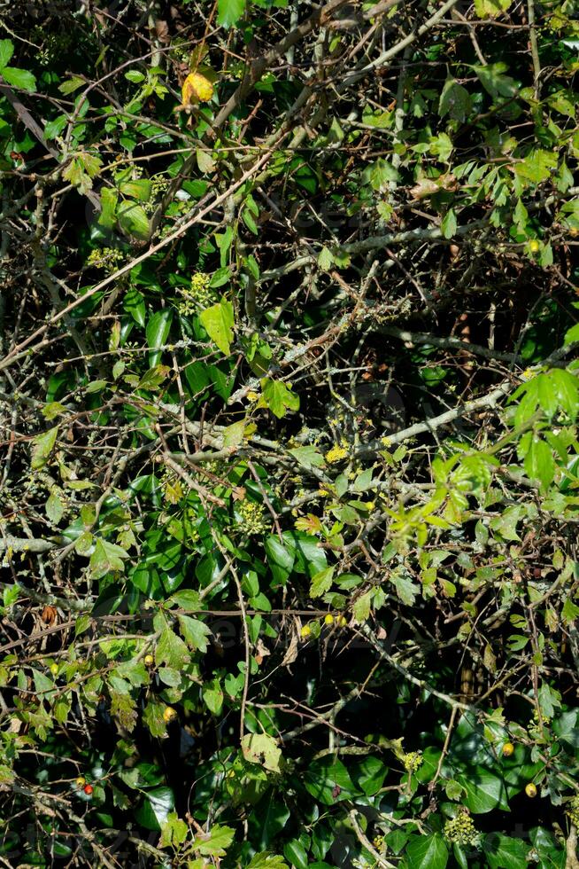 texture background of bush with branch photo