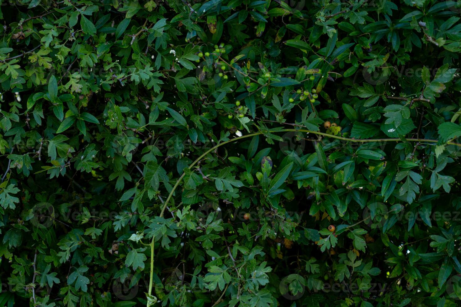 texture background of bush with branch photo