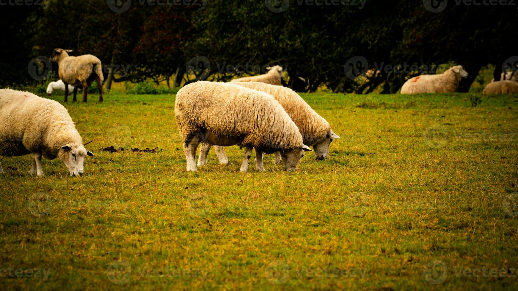 rebaño de lanoso oveja en un campo granja foto