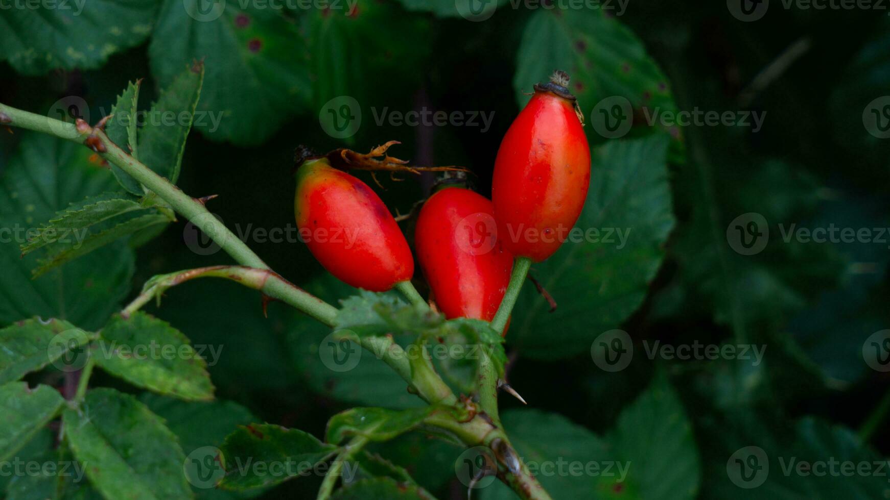 macro Disparo de maduro Rosa caderas en naturaleza foto