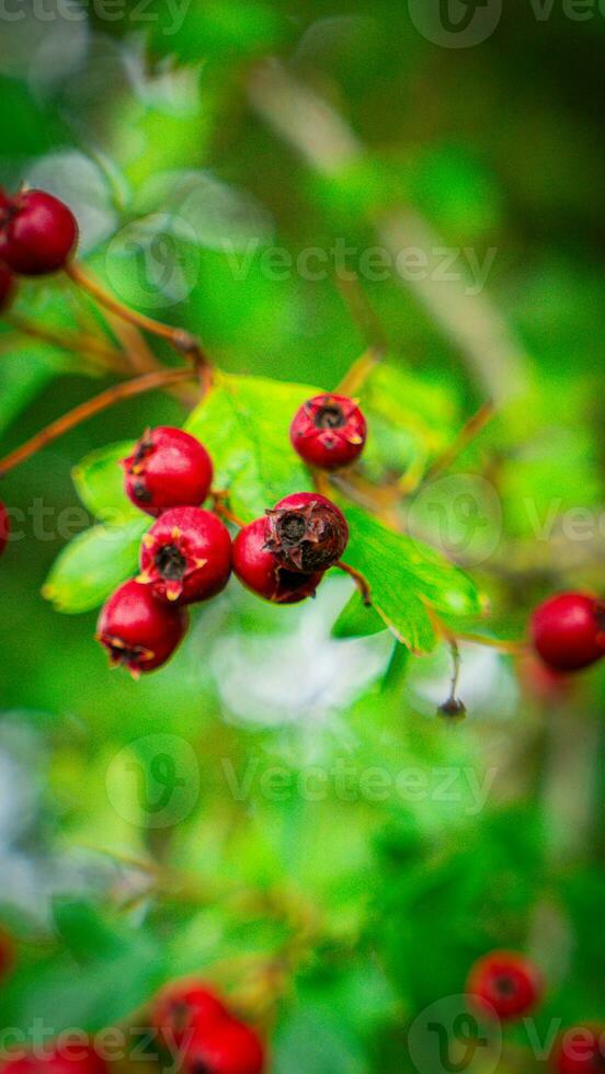 Macro Closeup of Ripe Hawthorn Berries in Autumn photo