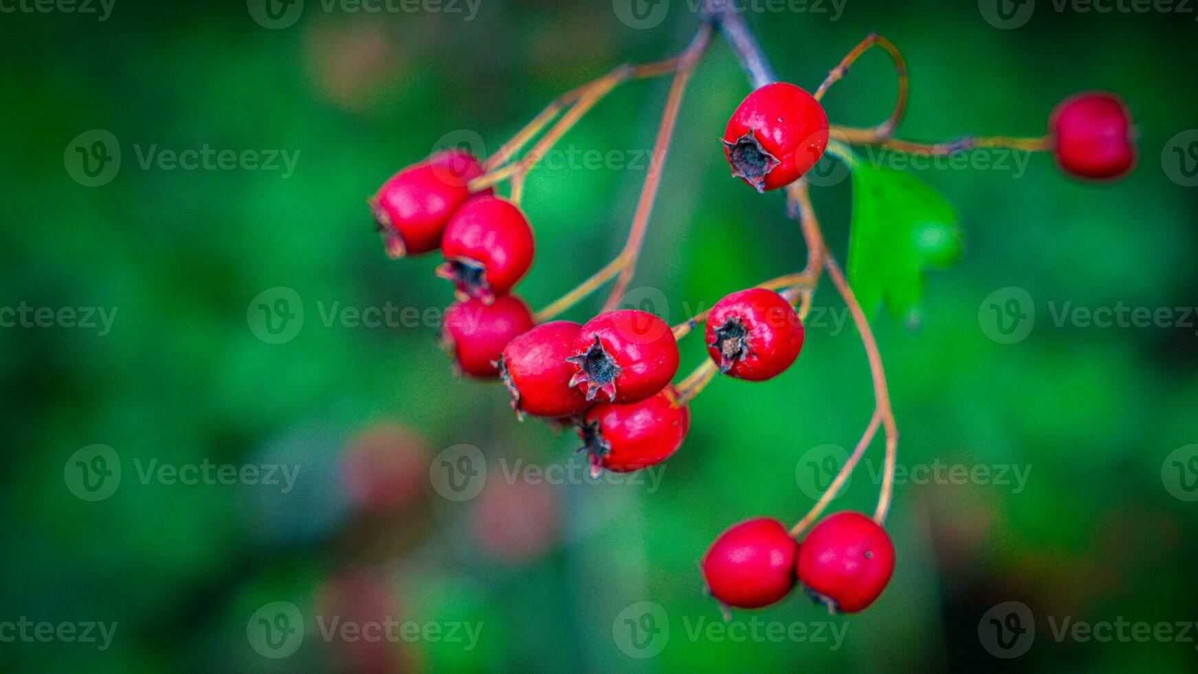 Macro Closeup of Ripe Hawthorn Berries in Autumn photo