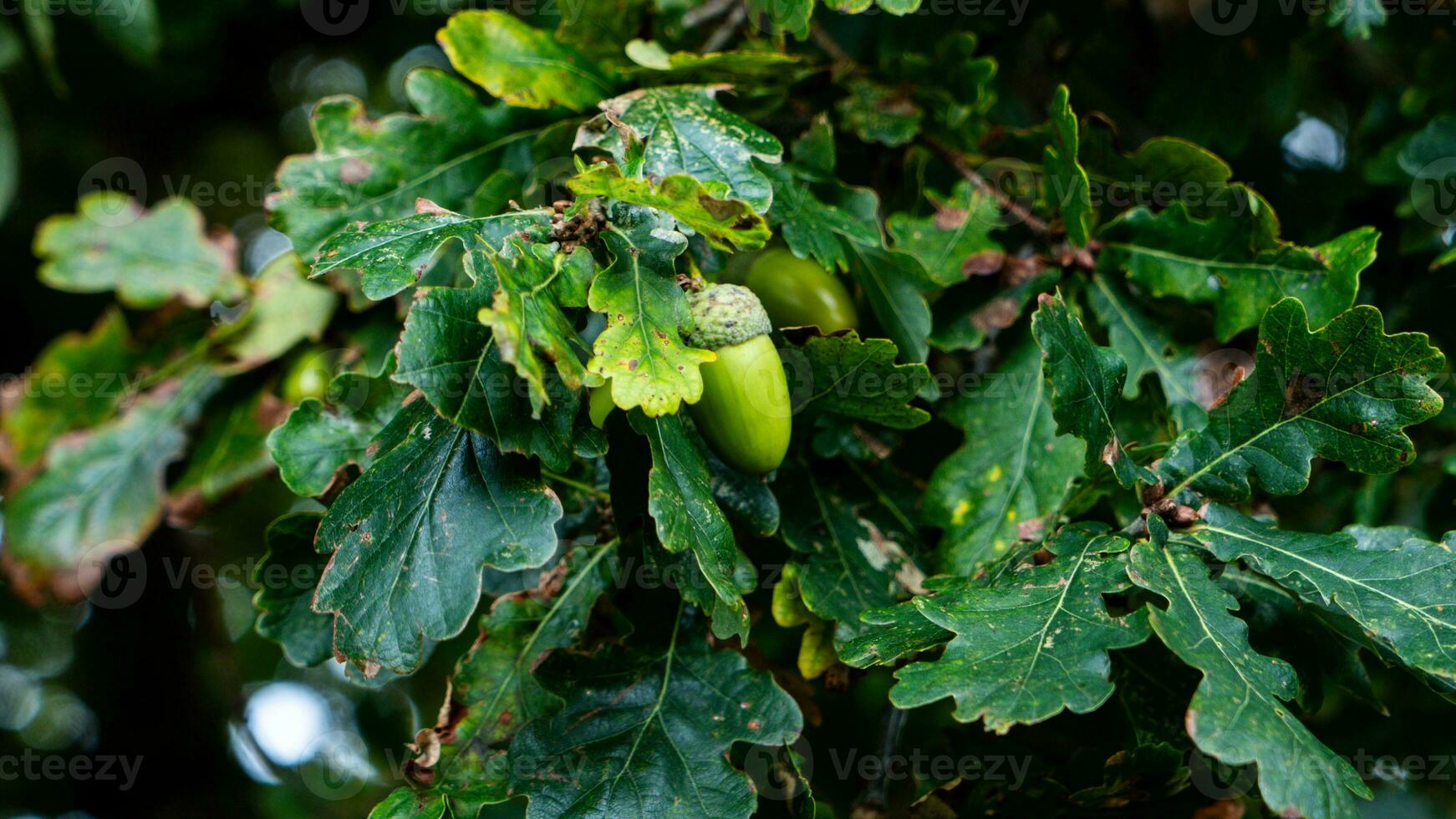 Detailed Macro Shot of European Oak Leaf and Acorn photo