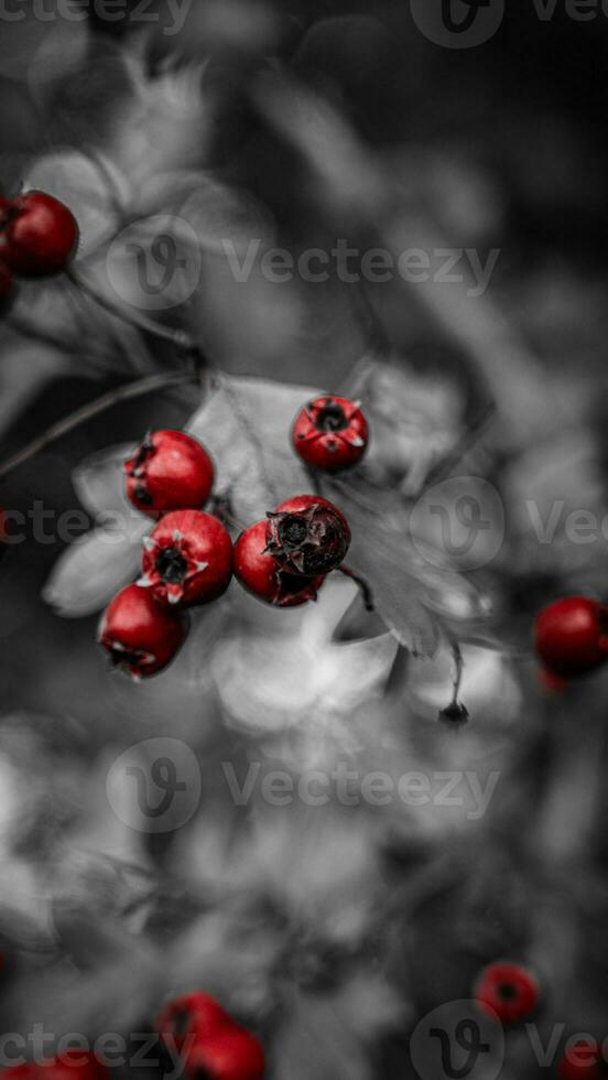 Macro Closeup of Ripe Hawthorn Berries in Autumn photo