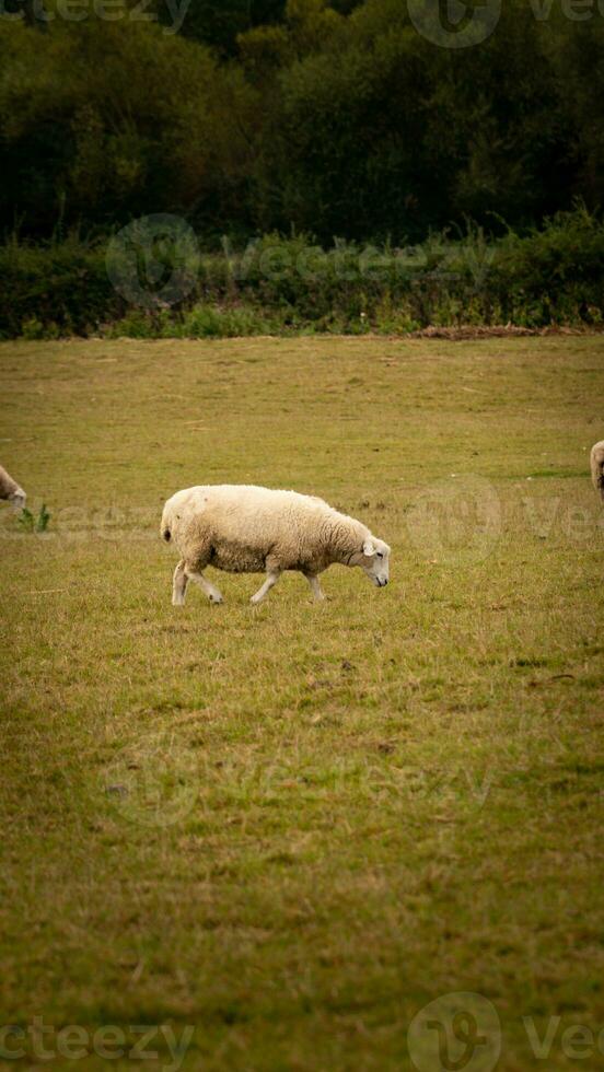 Flock of Woolly Sheep on a Countryside Farm photo