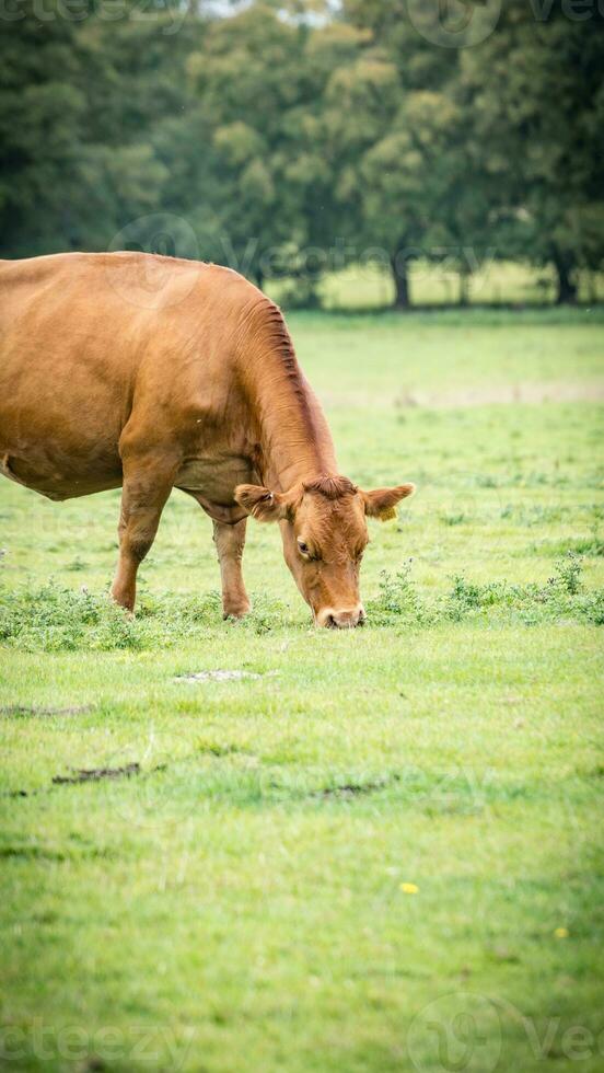 Rural Meadow Grazing Brown Cattle in Green Pasture photo