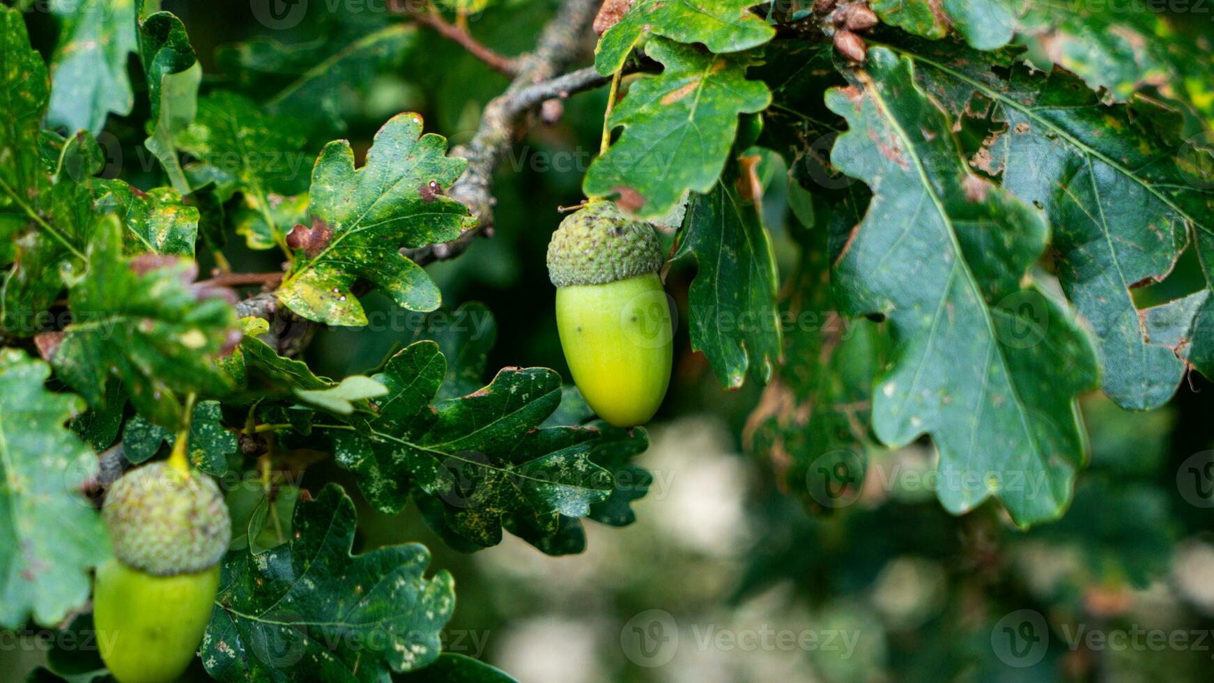 Detailed Macro Shot of European Oak Leaf and Acorn photo