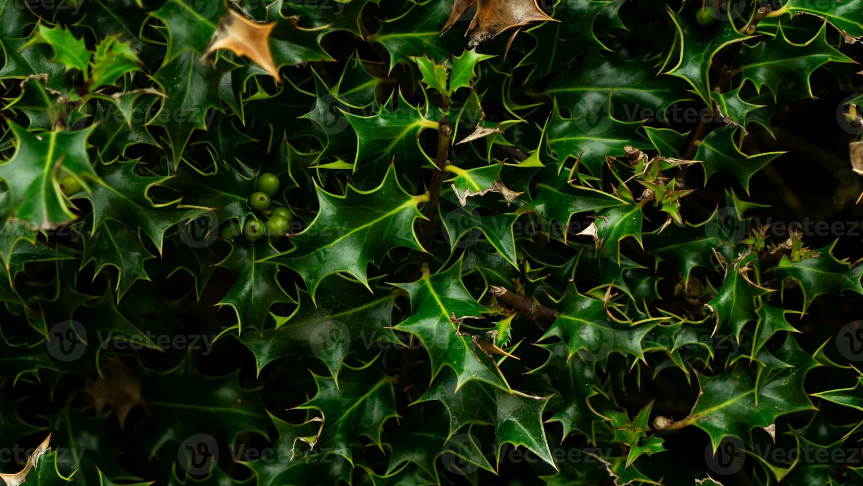 Tropical Jungle Abstract Top View Foliage photo