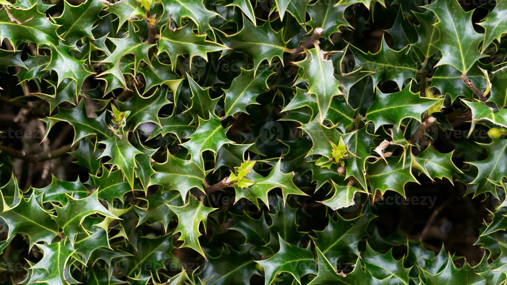 Tropical Jungle Abstract Top View Foliage photo