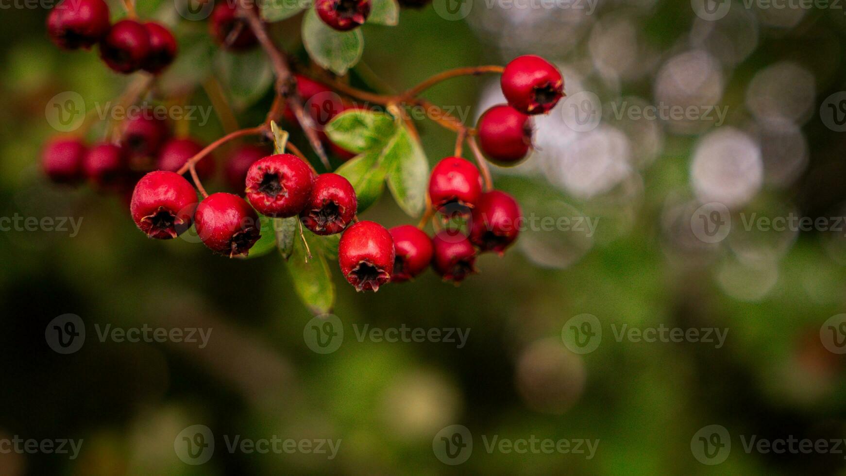 Macro Closeup of Ripe Hawthorn Berries in Autumn photo