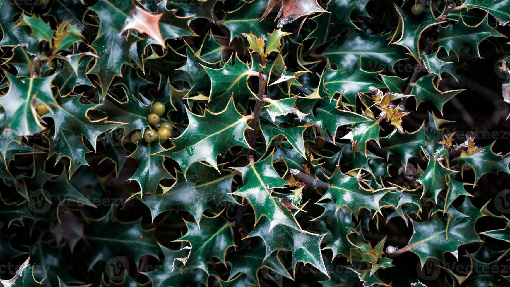 Tropical Jungle Abstract Top View Foliage photo