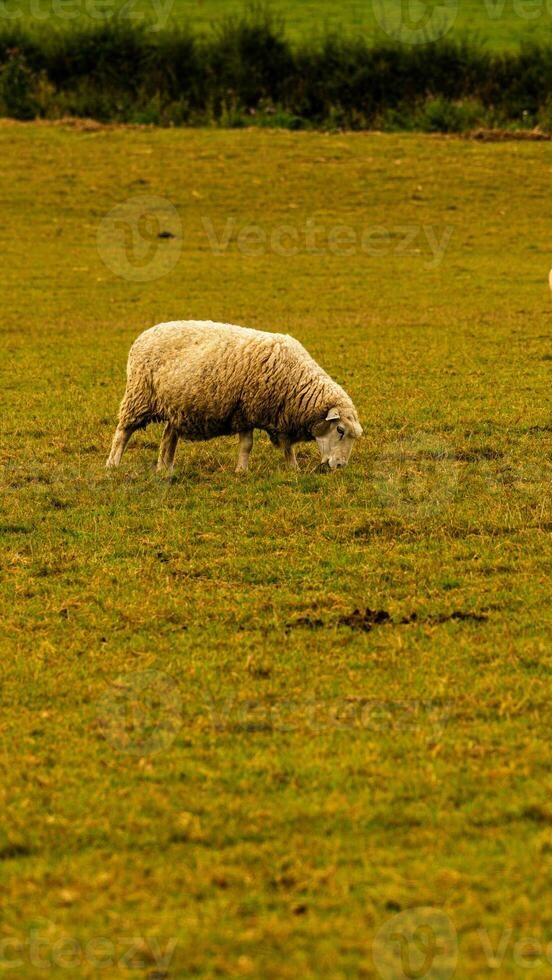 rebaño de lanoso oveja en un campo granja foto