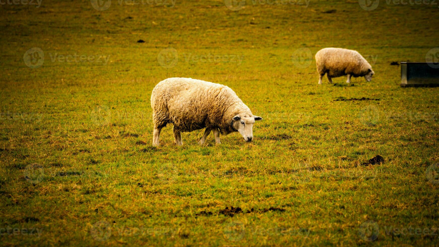 Flock of Woolly Sheep on a Countryside Farm photo