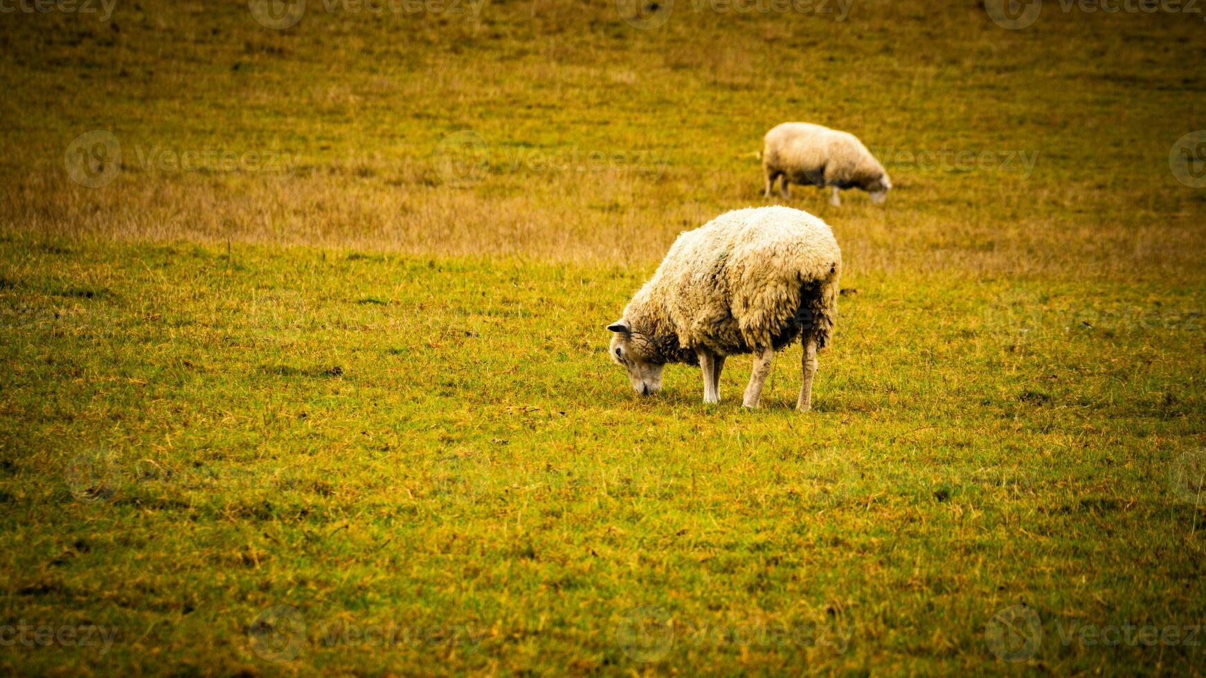 rebaño de lanoso oveja en un campo granja foto