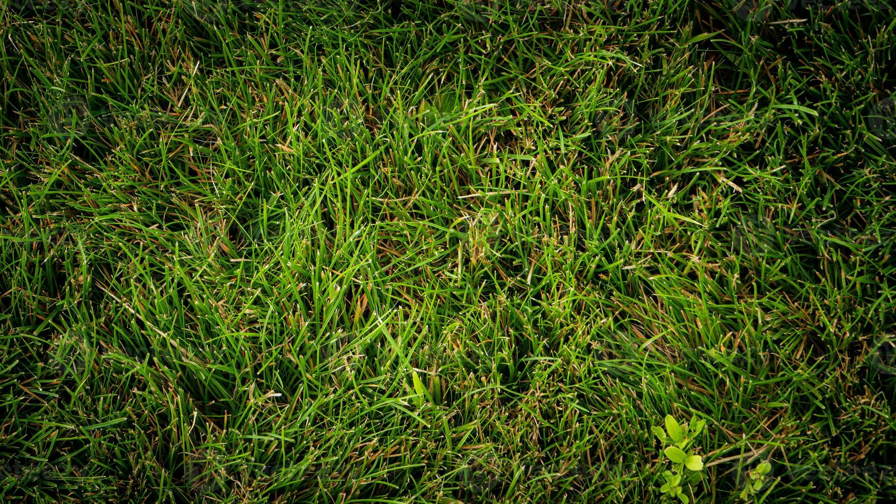 Texture background of green grass photo