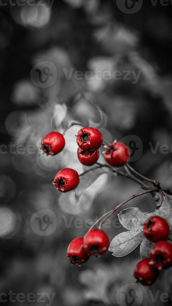 Macro Closeup of Ripe Hawthorn Berries in Autumn photo