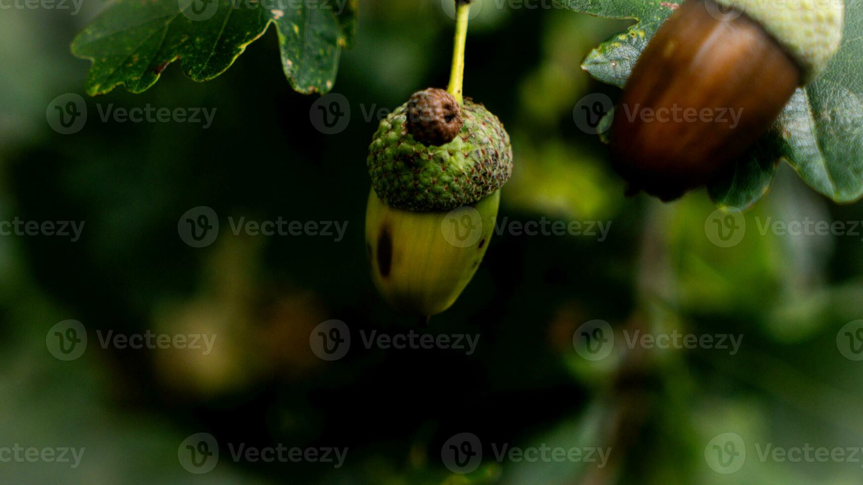 detallado macro Disparo de europeo roble hoja y bellota foto