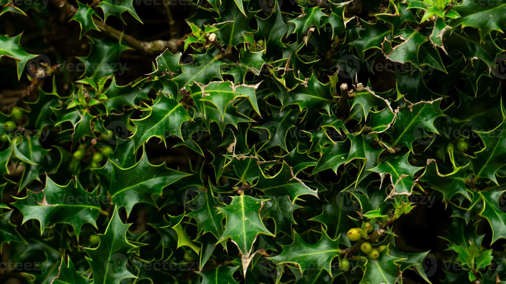 Tropical Jungle Abstract Top View Foliage photo