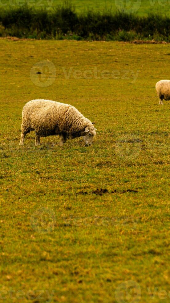 Flock of Woolly Sheep on a Countryside Farm photo