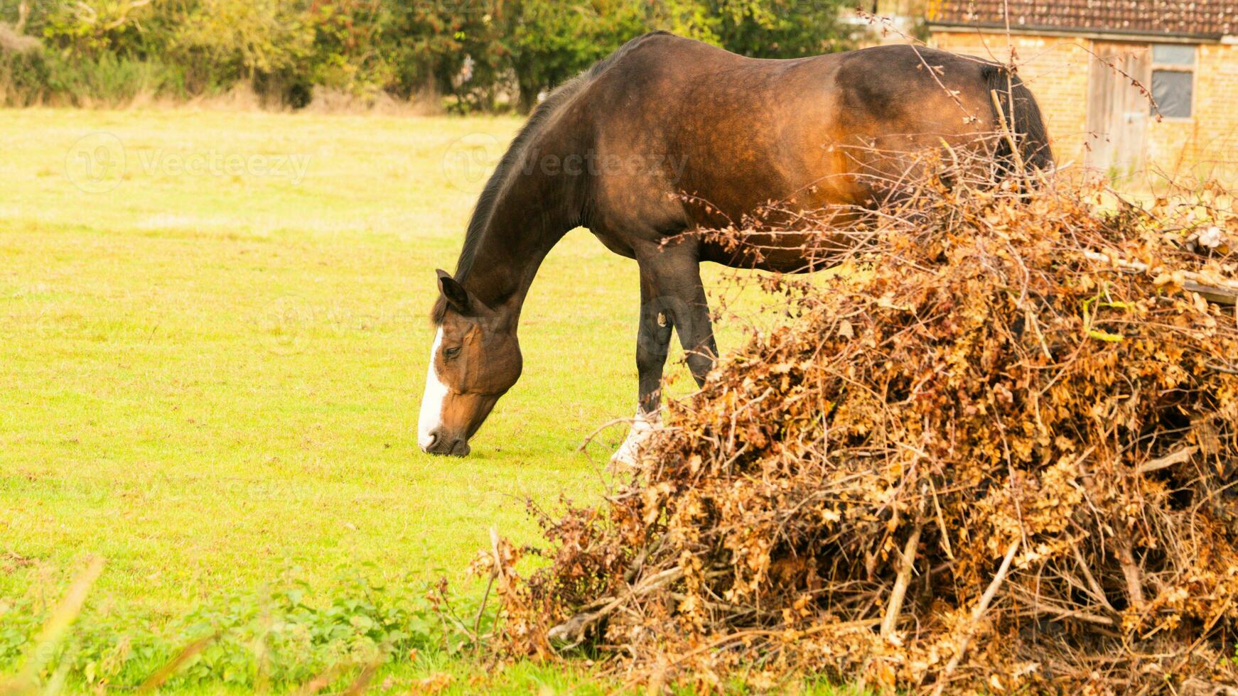 Chestnut Beauty Closeup of a Stunning Horse photo