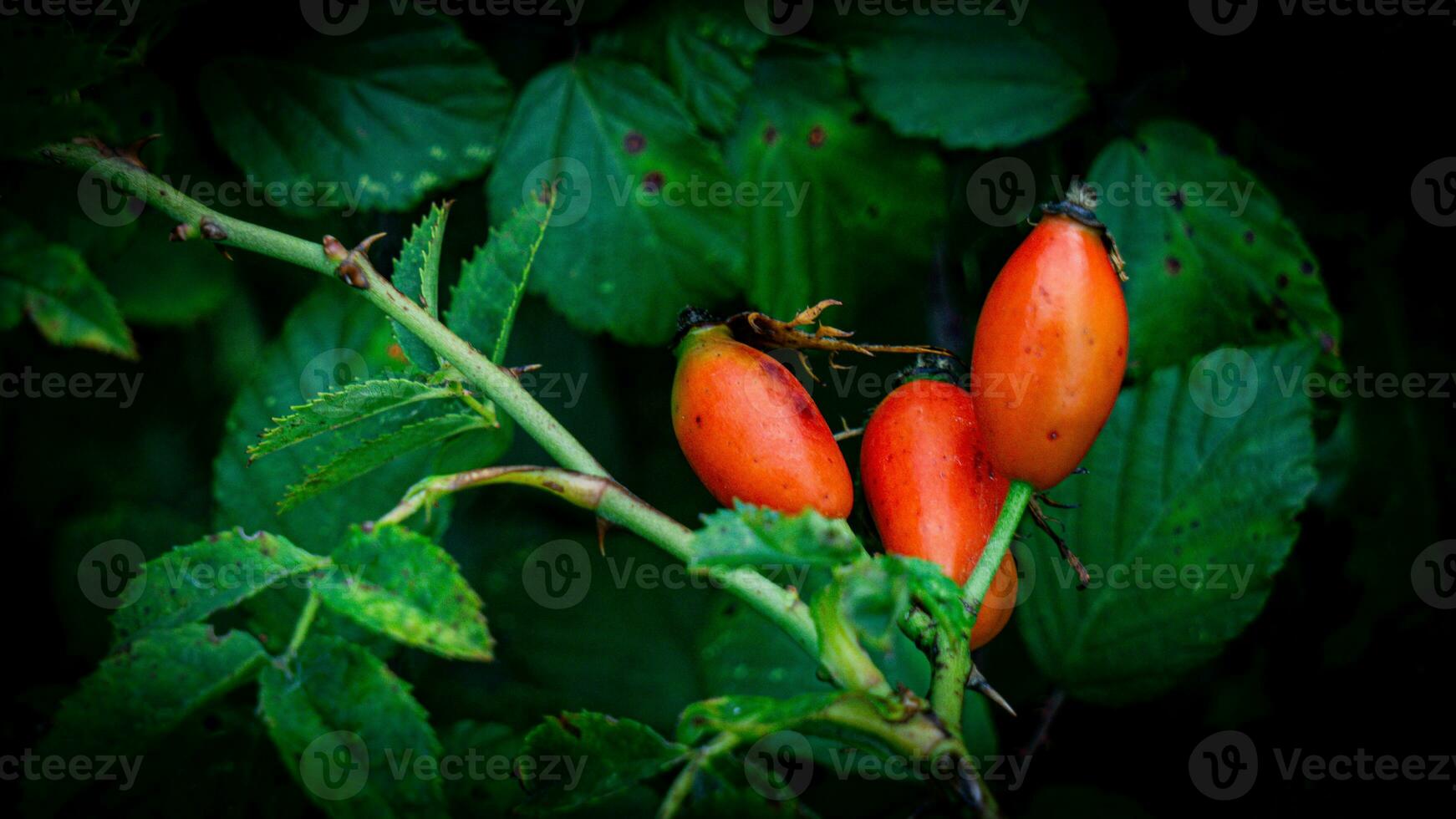 Macro Shot of Ripe Rose Hips in Nature photo