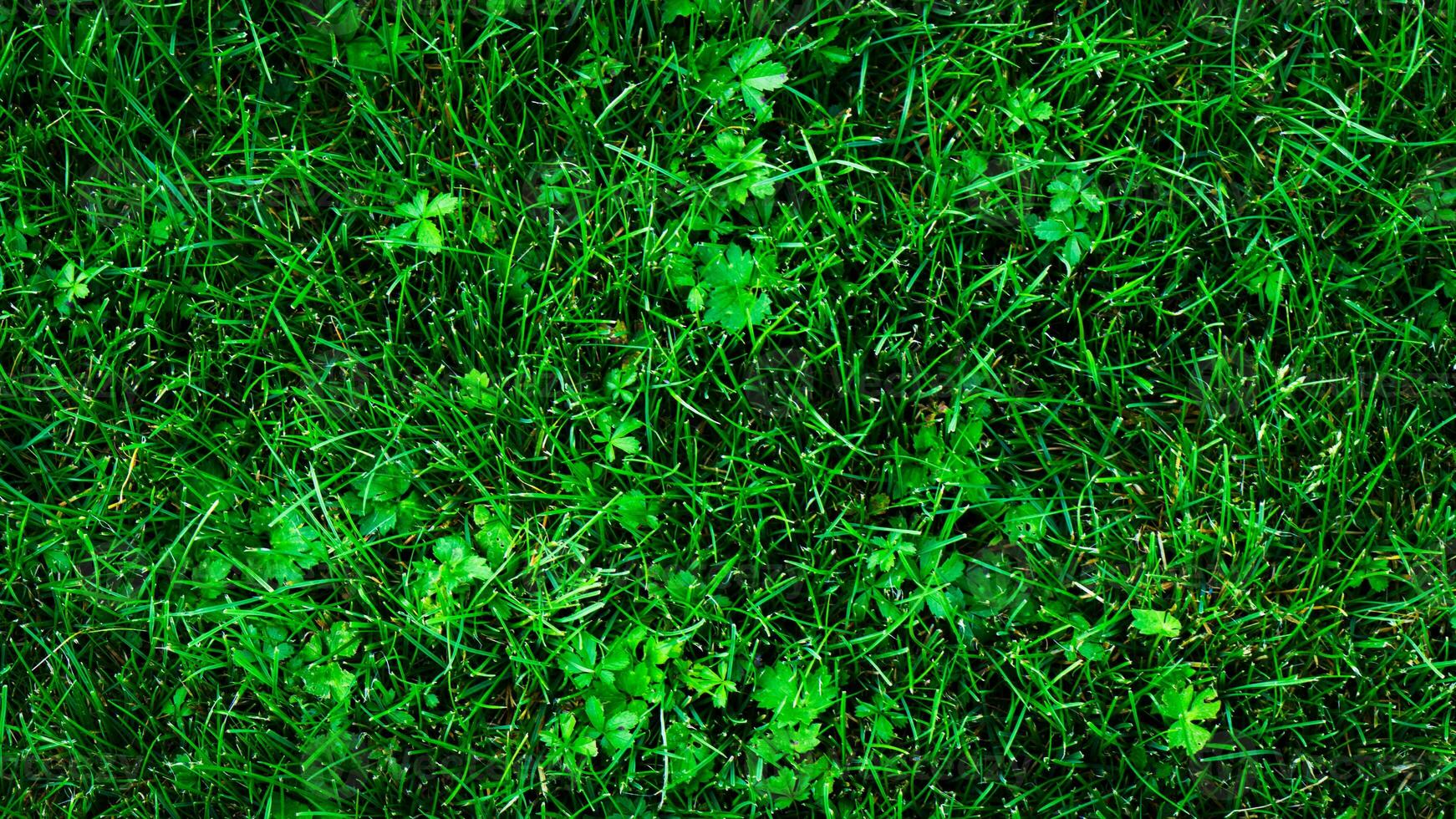 Texture background of green grass photo