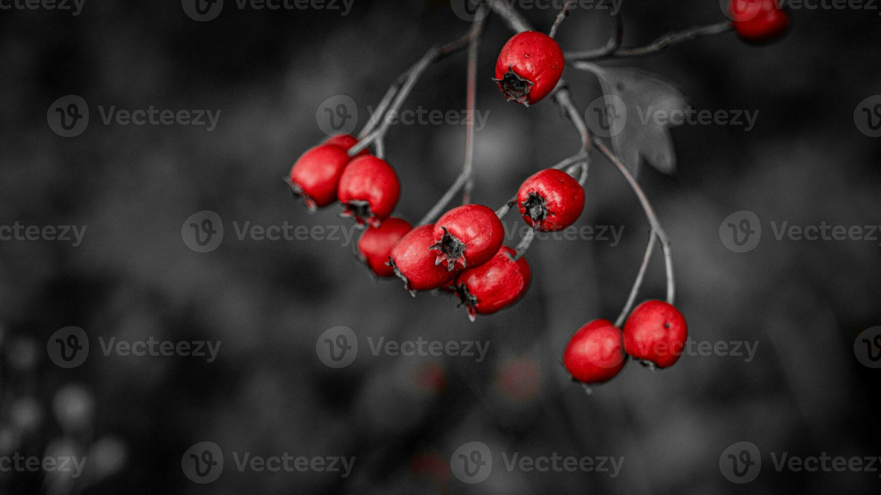 Macro Closeup of Ripe Hawthorn Berries in Autumn photo